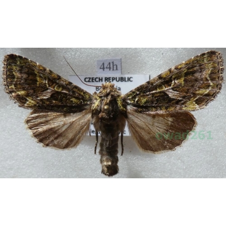 Trachea atriplicis (Linnaeus, 1758) male Agatówka łobodnica Czech44h